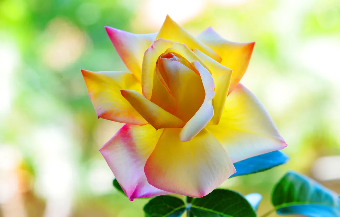 Photo wallpaper summer, background, roses, petals, beautiful