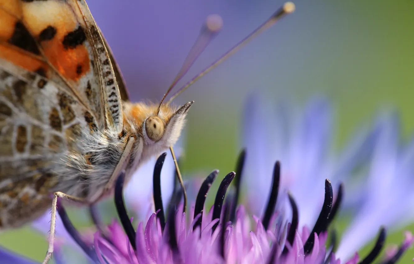 Photo wallpaper macro, flowers, background, butterfly, blur