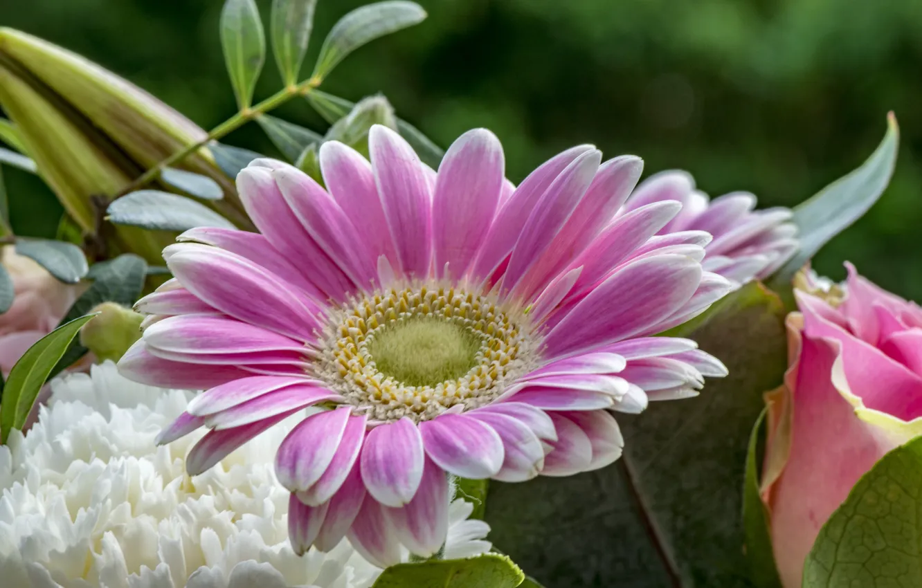Photo wallpaper petals, pink, gerbera