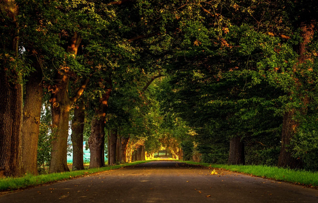 Photo wallpaper road, the sun, trees, Park, Germany, alley, Be