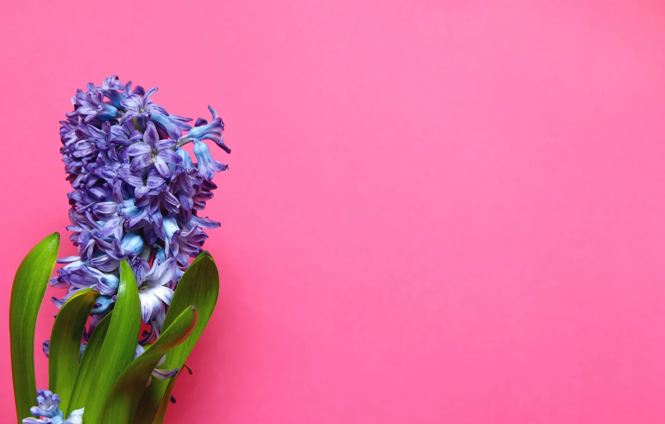 Photo wallpaper purple, flowers, pink background, hyacinths