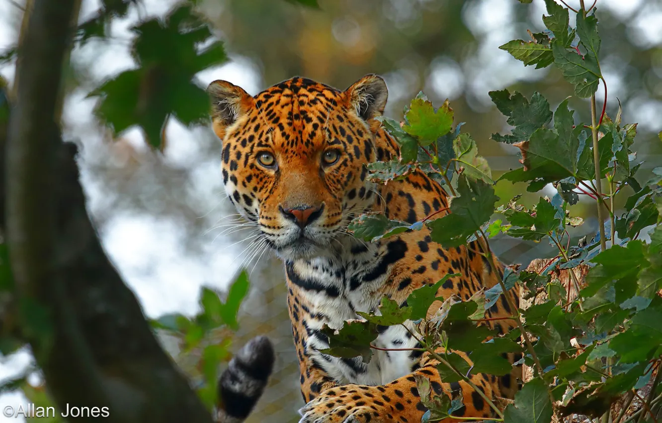 Photo wallpaper look, face, leaves, trees, branches, nature, predator, Jaguar