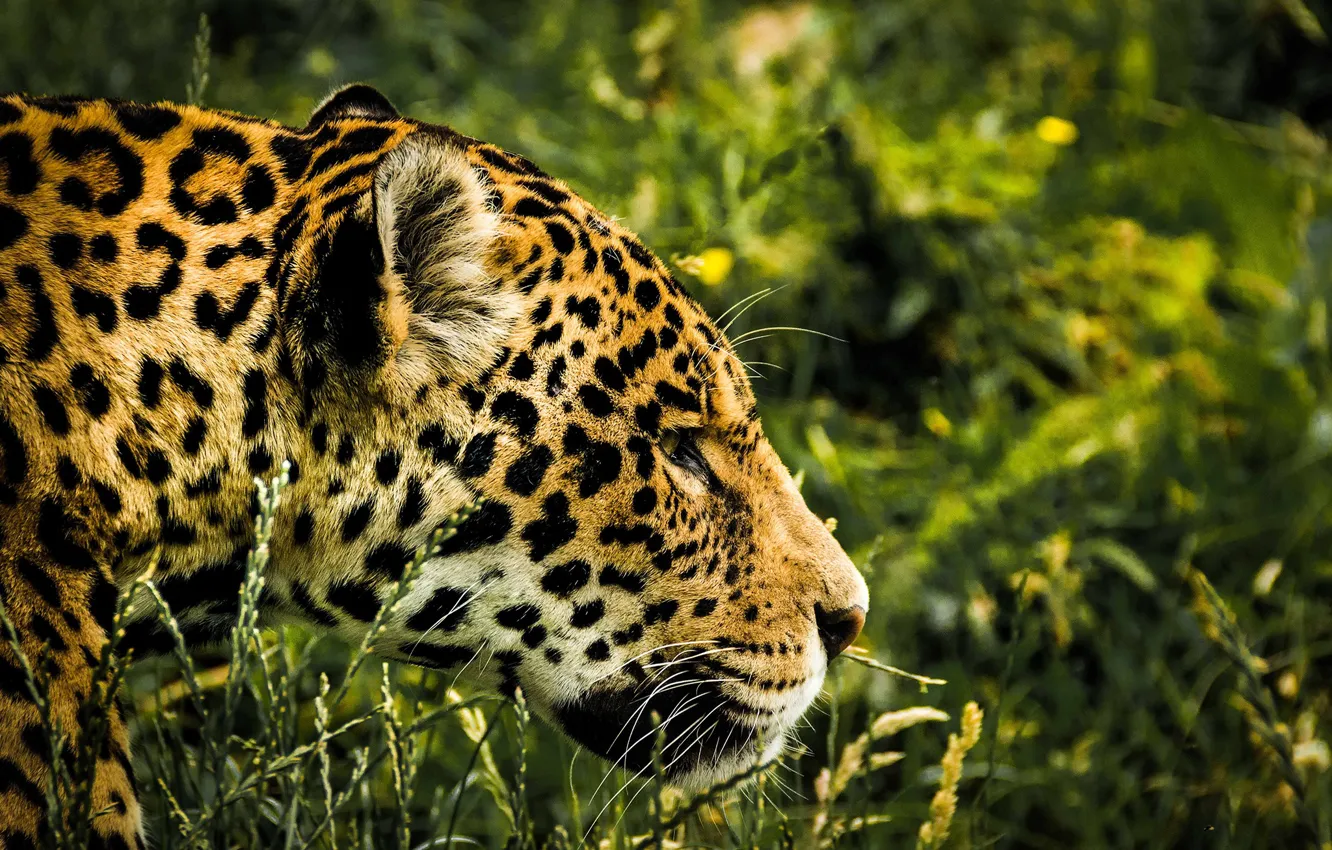 Photo wallpaper greens, grass, face, predator, Jaguar, bokeh, spotted