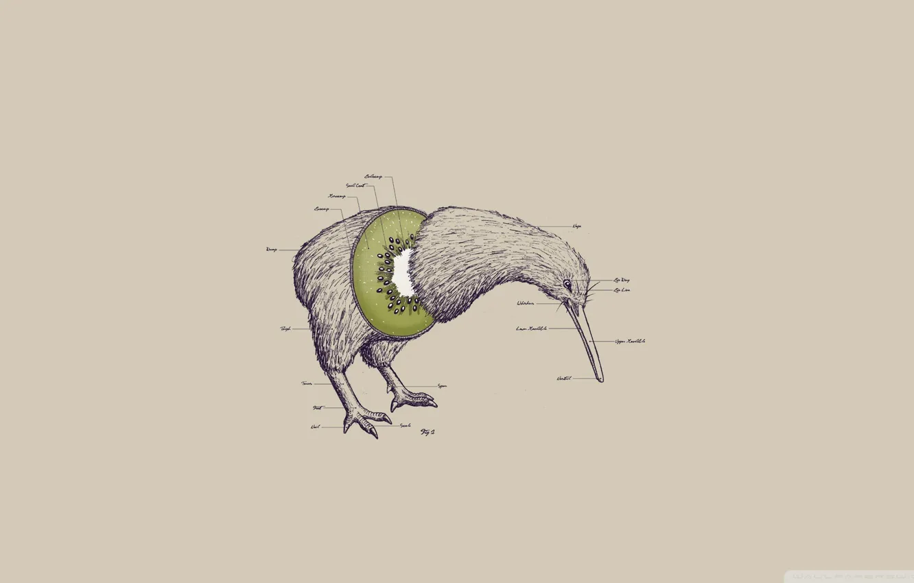 Photo wallpaper bird, head, paws, beak, kiwi, kiwi, no wings