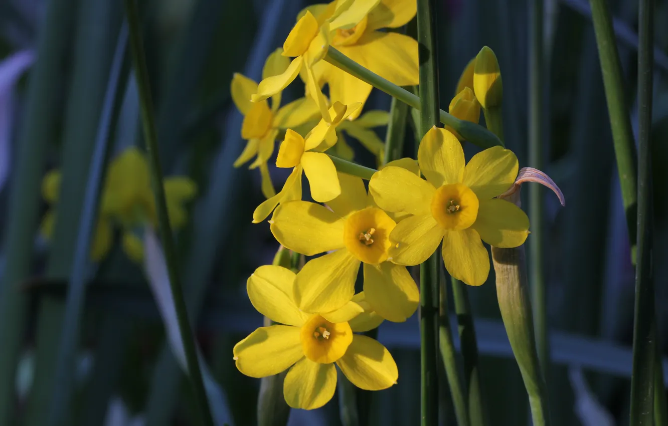 Photo wallpaper spring, yellow, daffodils
