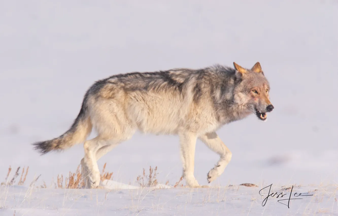 Photo wallpaper Predator, nature, animal, wolf, canis lupus, wildlife, portrait.