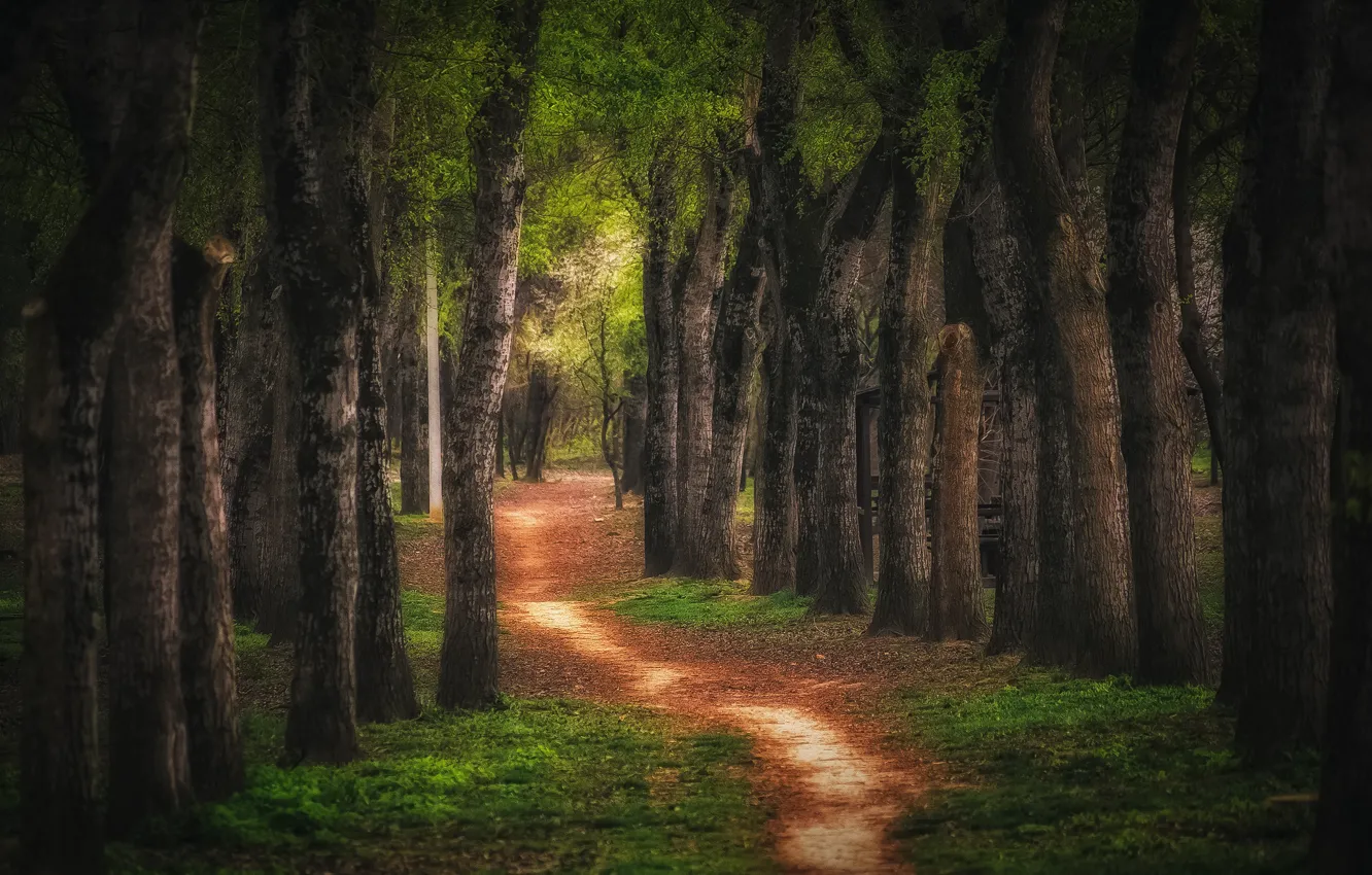 Photo wallpaper trees, landscape, nature, alley, path, Krasnodar, Paul Sahaidak