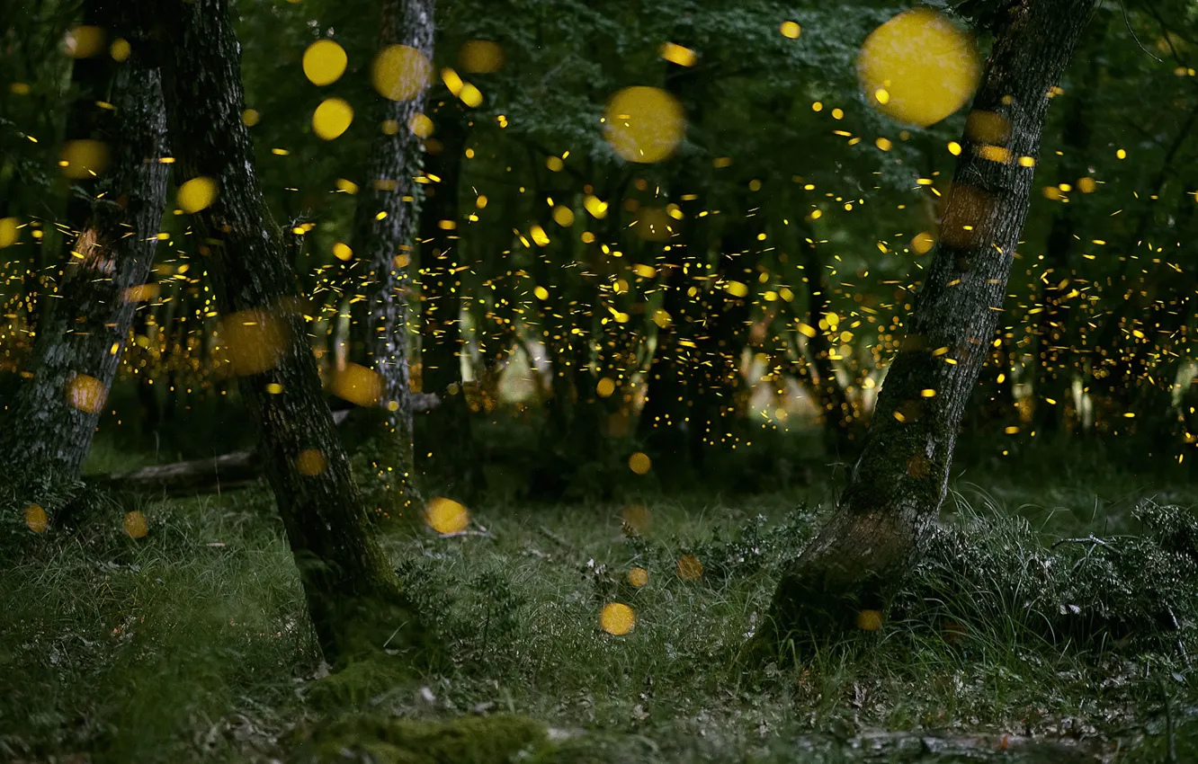 Photo wallpaper forest, nature, fireflies, the evening, bokeh