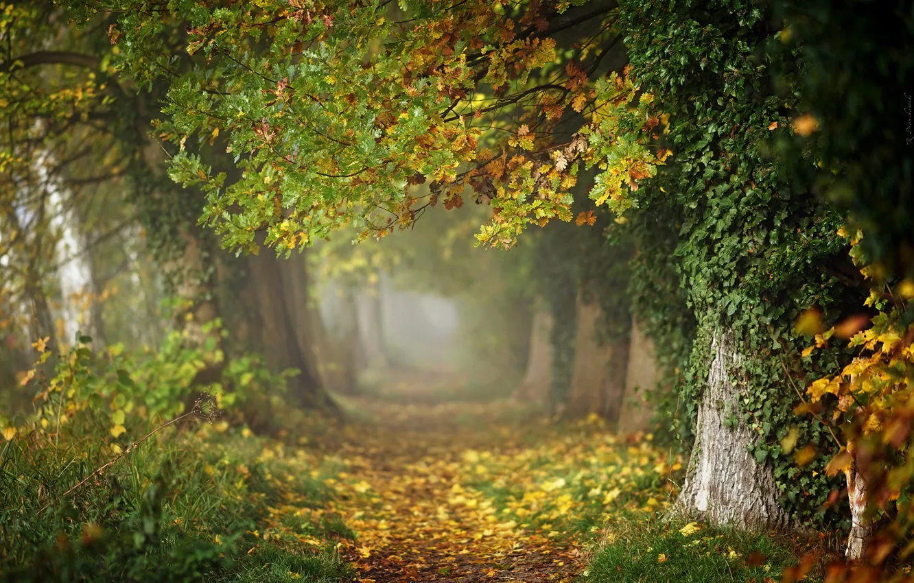 Photo wallpaper autumn, trees, Park, photo, Radoslaw Dranikowski