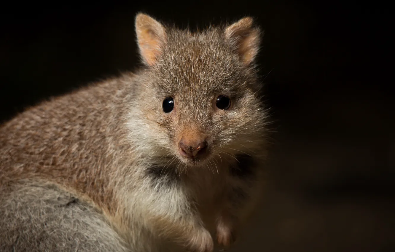Photo wallpaper background, Aepyprymnus rufescens, Rufous Bettong