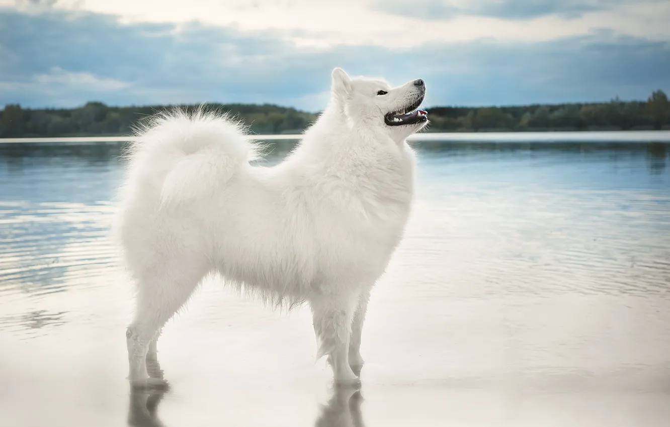 Photo wallpaper white, the sky, look, water, nature, pose, shore, dog