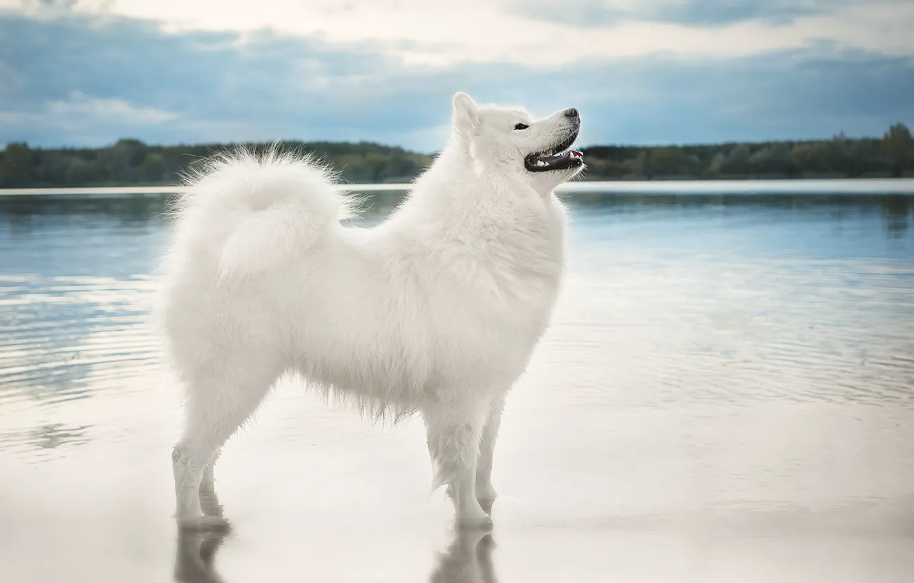 Photo wallpaper the sky, look, water, nature, pose, shore, dog, white