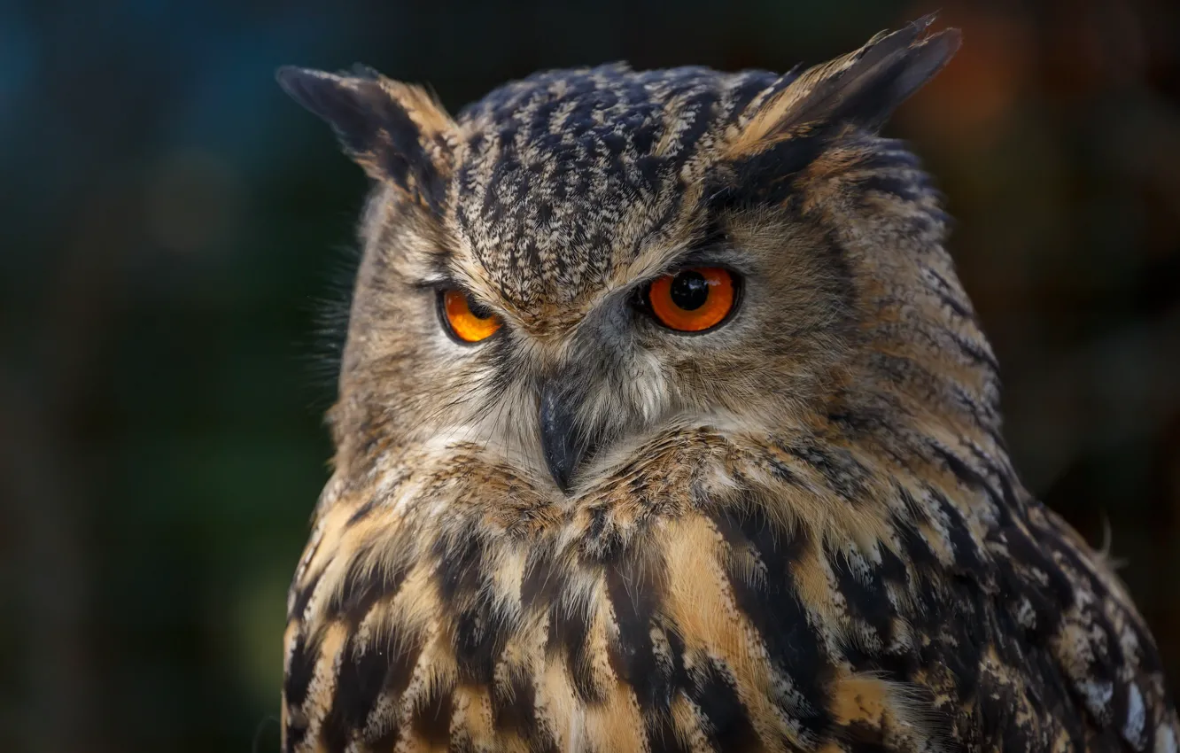 Photo wallpaper eyes, background, owl