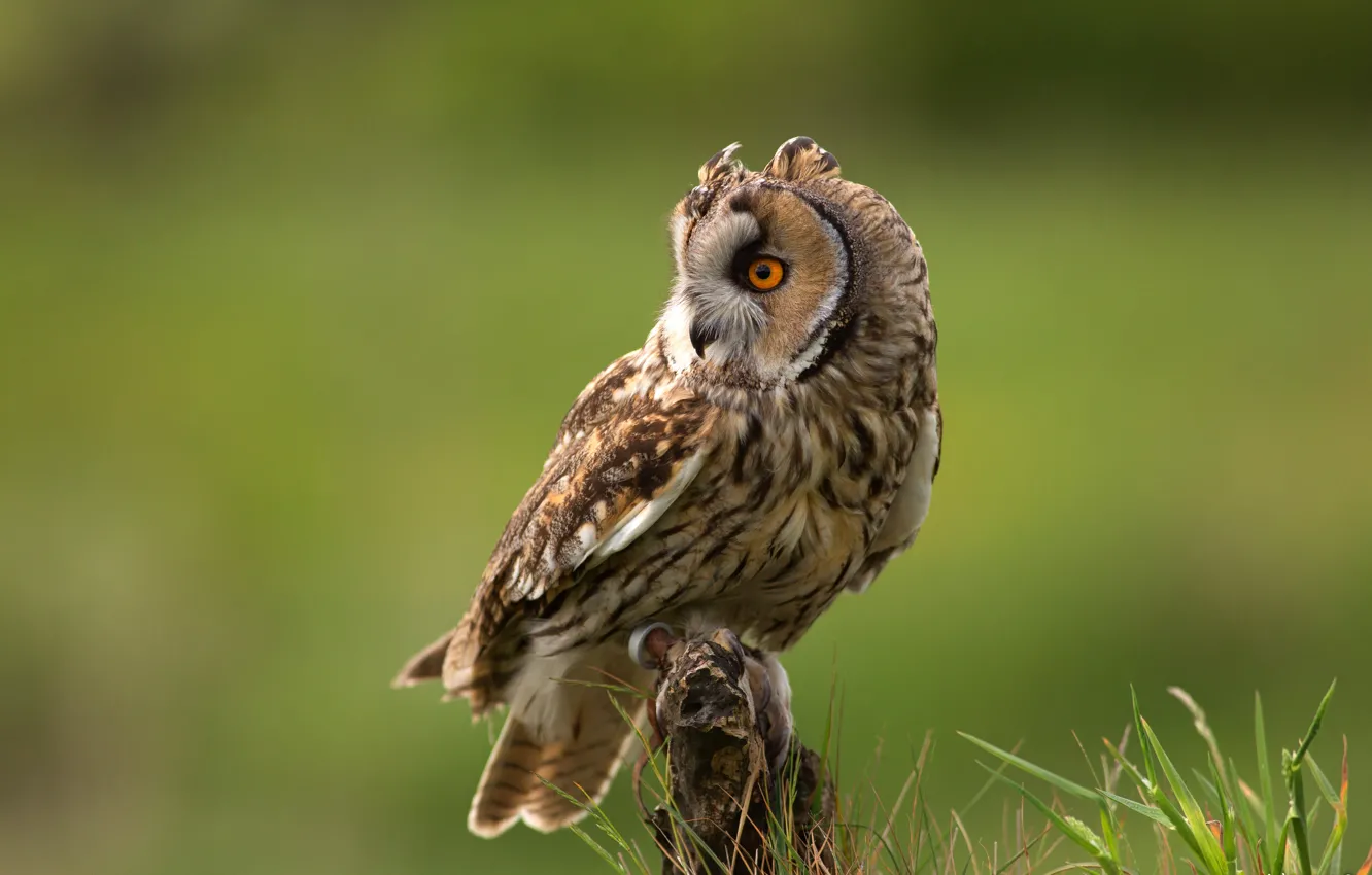 Photo wallpaper grass, look, nature, pose, owl, bird, green background, owl