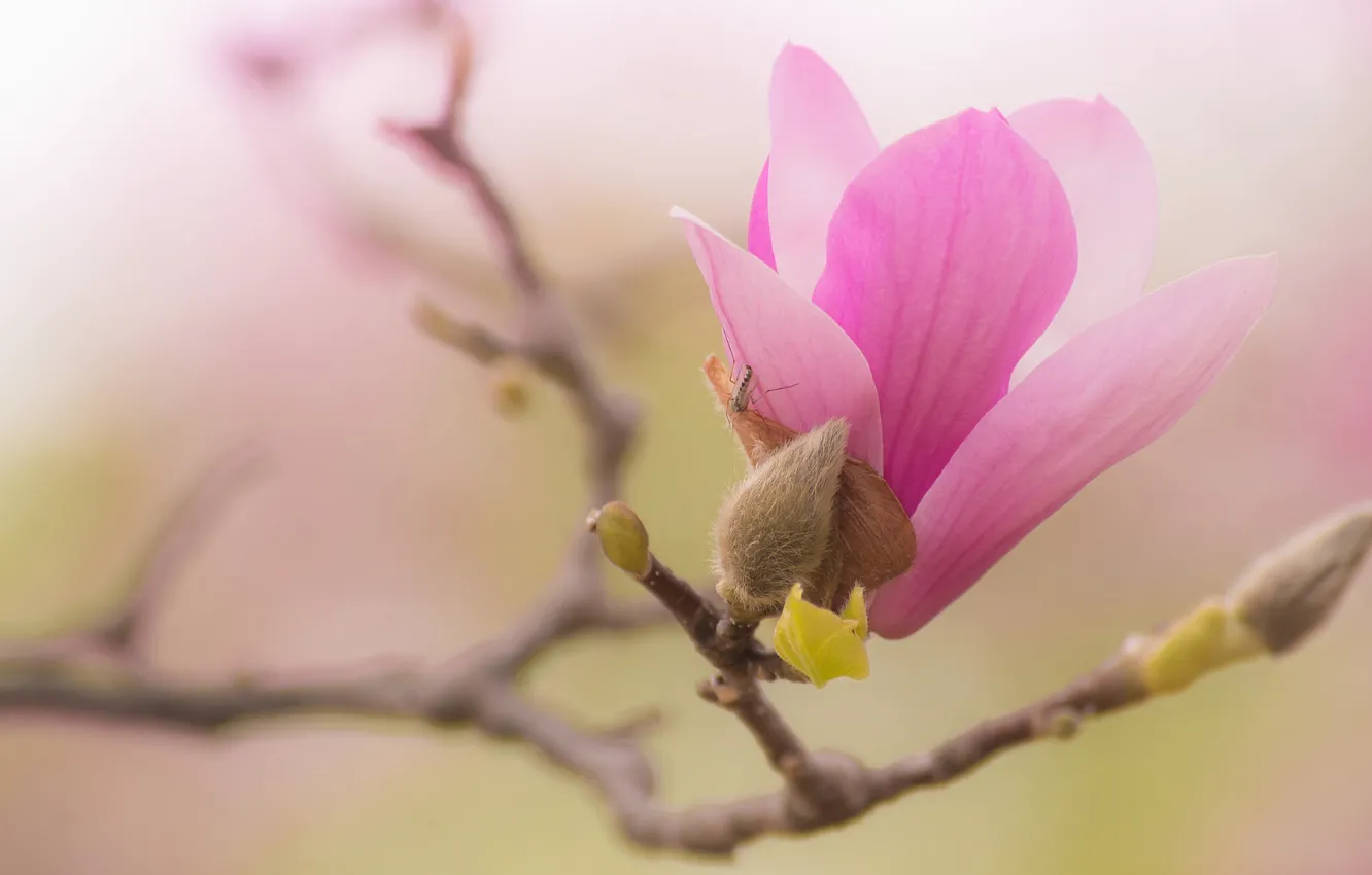 Photo wallpaper flowers, branches, green, background, beauty, spring, petals, insect