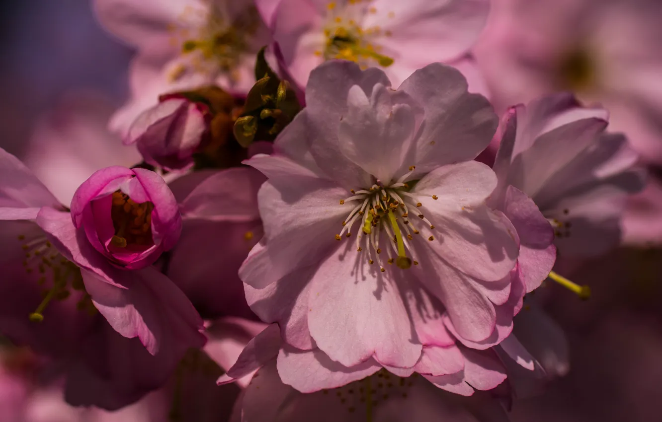 Photo wallpaper macro, flowers, spring, petals, Sakura, pink, buds, flowering