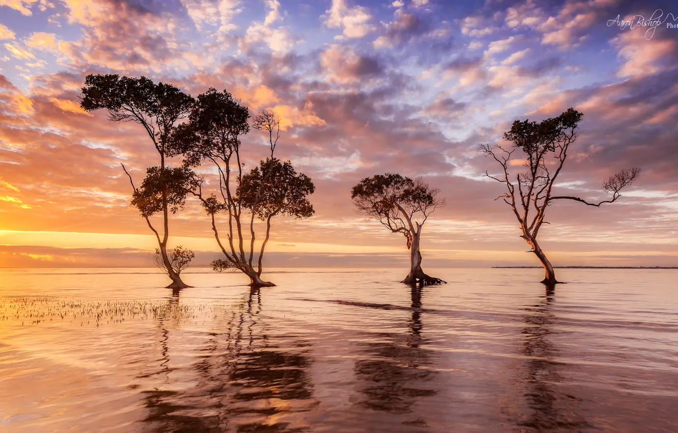 Photo wallpaper the sky, water, trees, morning, Australia