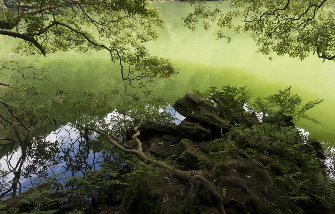 Photo wallpaper water, branches, lake, shore
