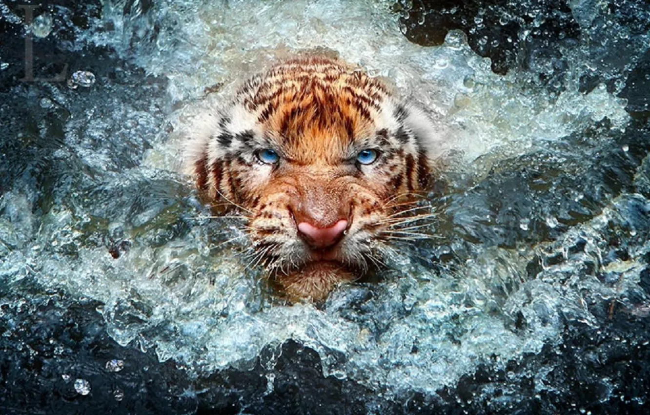 Photo wallpaper background, animal, angry, big cat, triger, -wildlife