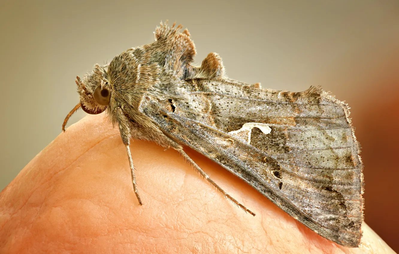 Photo wallpaper butterfly, insect, moth