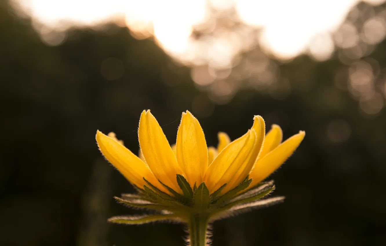 Photo wallpaper flowers, yellow, petals