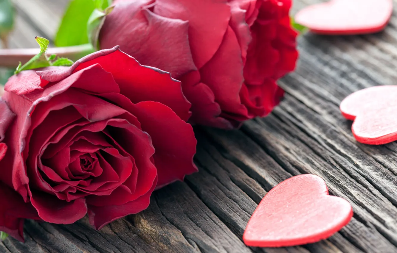 Photo wallpaper macro, red, roses, hearts