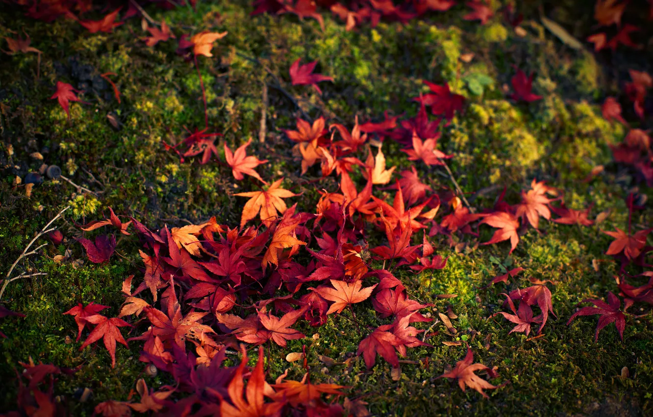 Photo wallpaper autumn, leaves, red