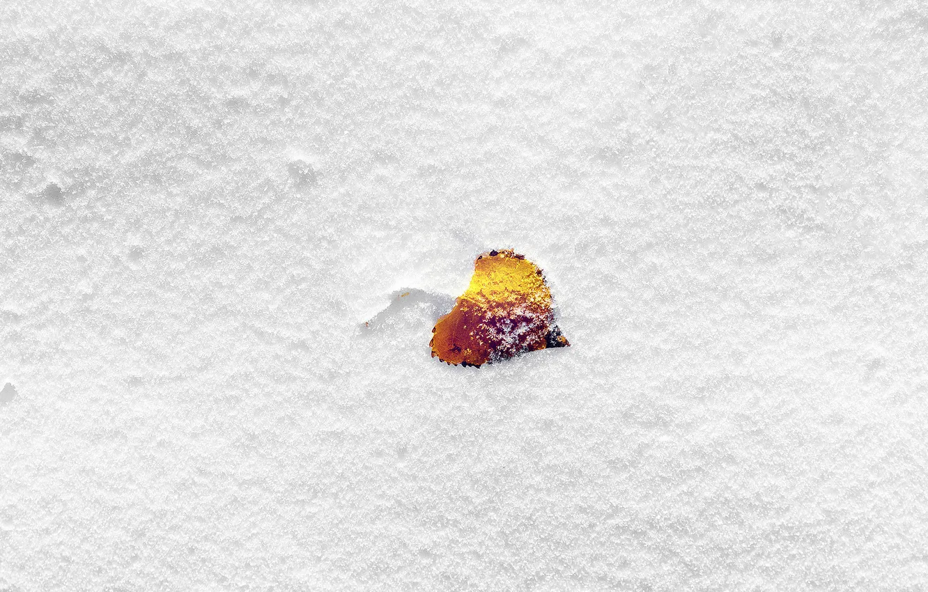 Photo wallpaper winter, snow, petal