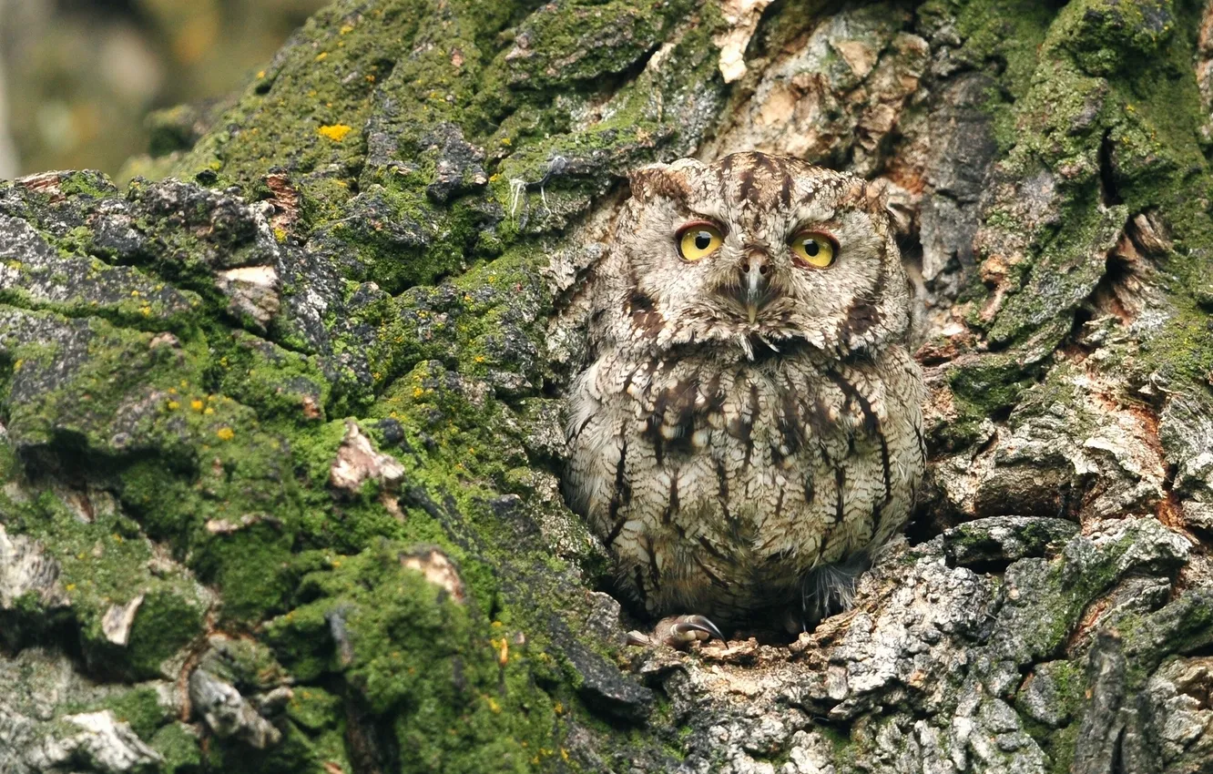 Photo wallpaper trees, owl, camouflage, bark, the hollow, Western scoop