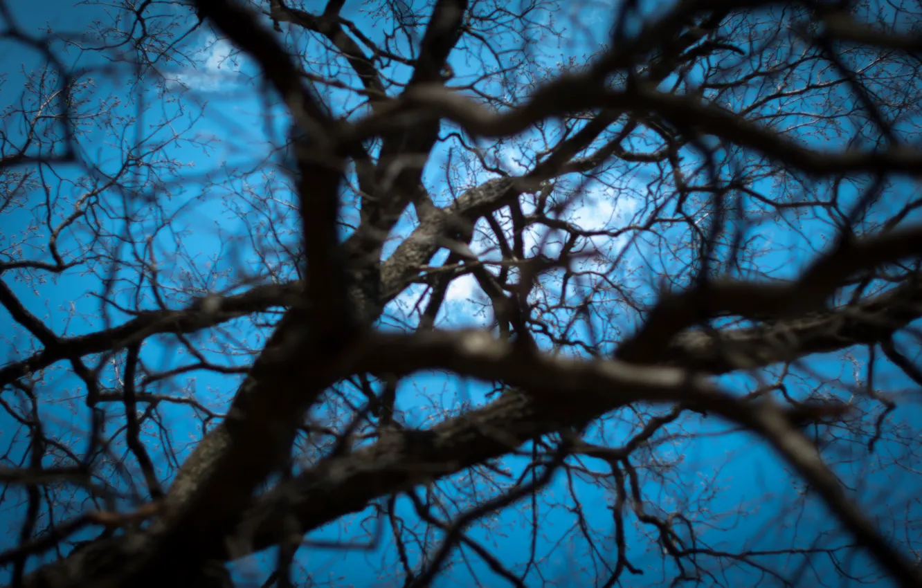 Photo wallpaper the sky, light, trees, branches, Wallpaper, web, depth, spring
