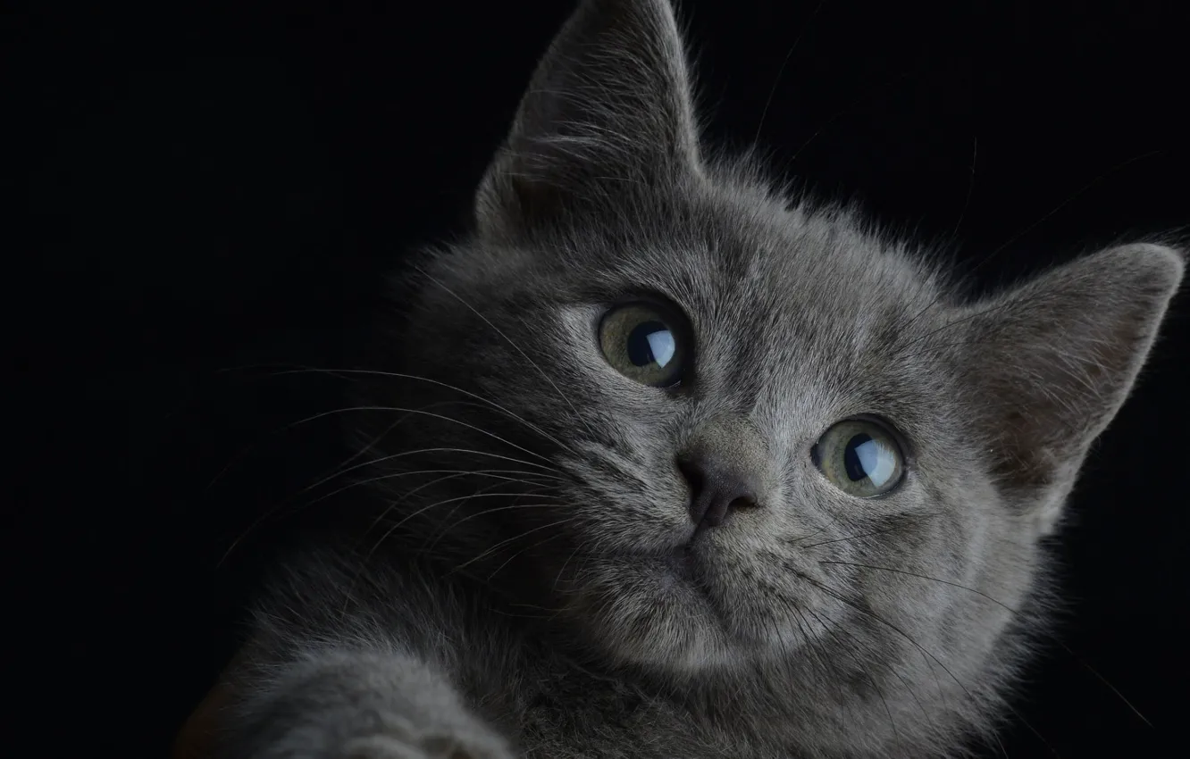 Photo wallpaper cat, face, fluffy