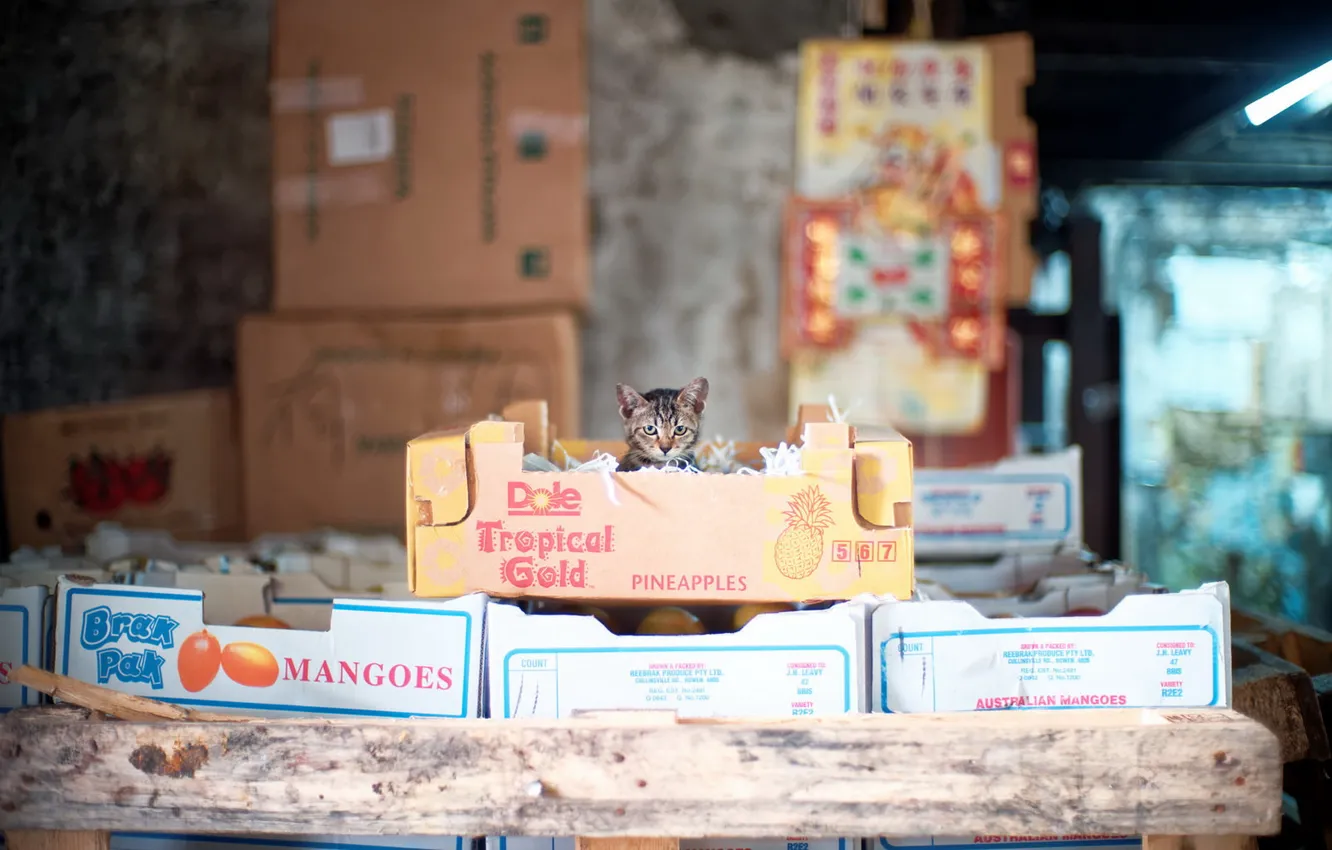 Photo wallpaper cat, look, box