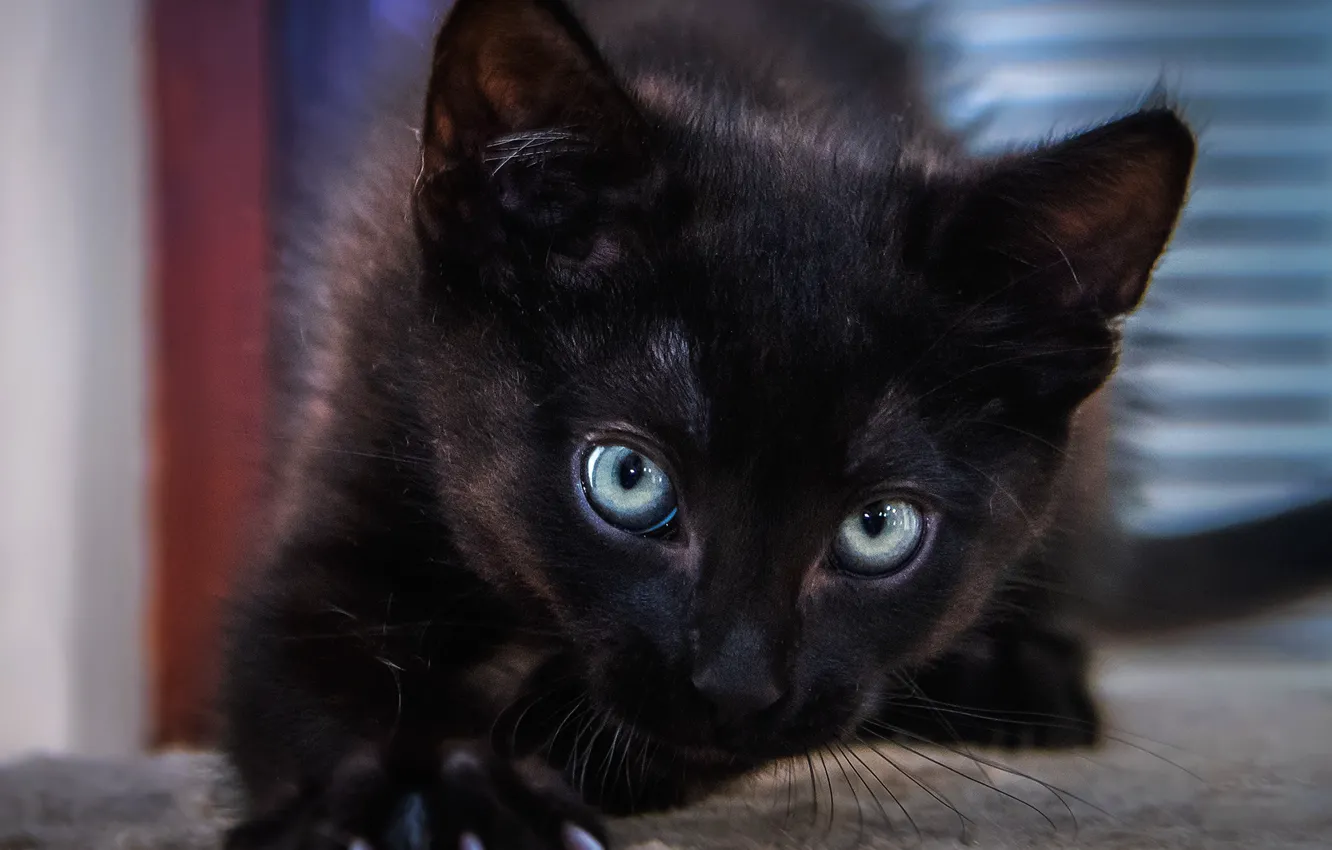 Photo wallpaper eyes, look, pose, black, portrait, kitty, face, blue-eyed