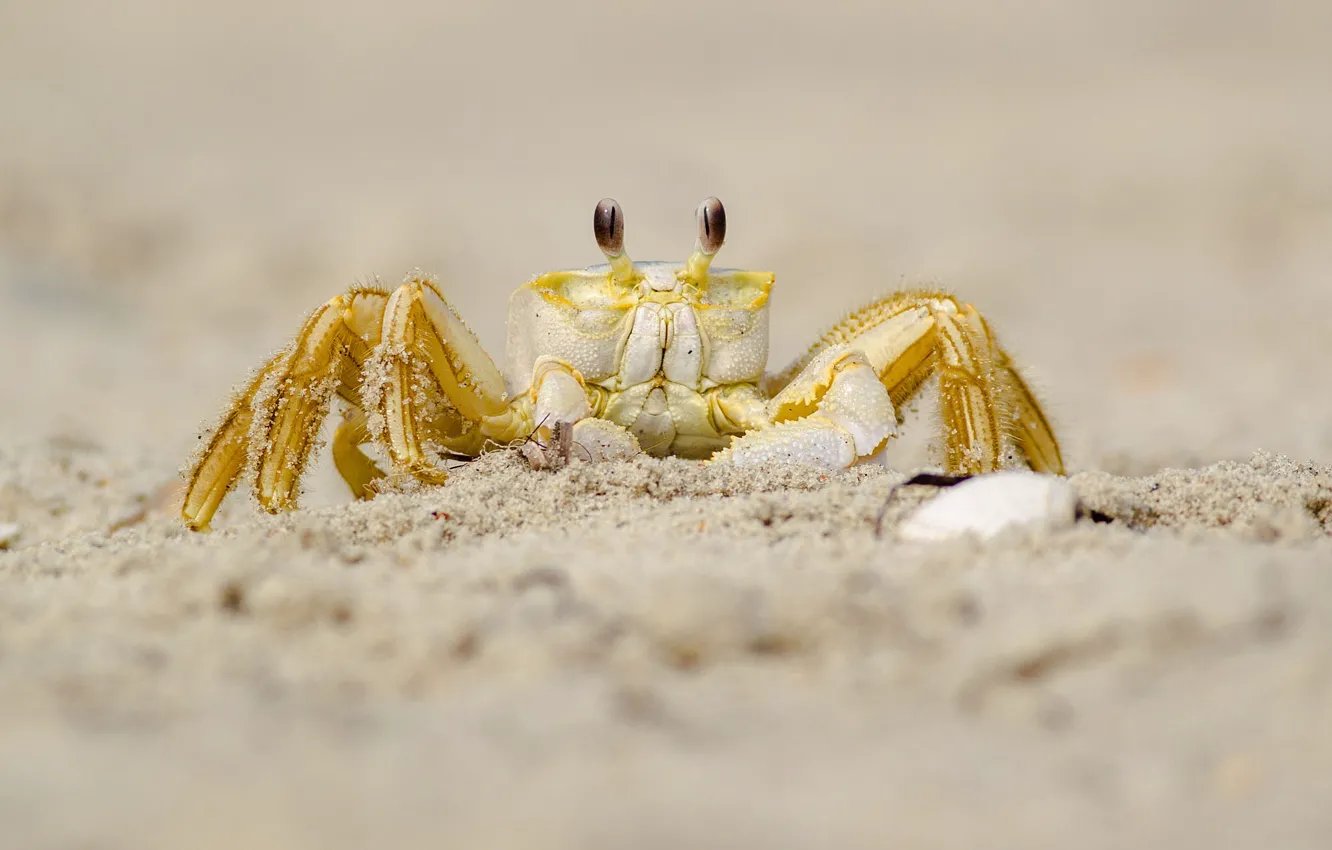 Photo wallpaper sand, look, yellow, background, shore, crab, crab, claws