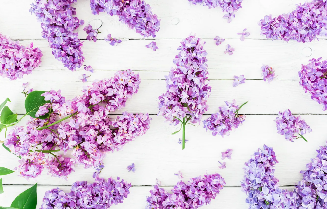 Photo wallpaper flowers, spring, flowers, lilac, lilac
