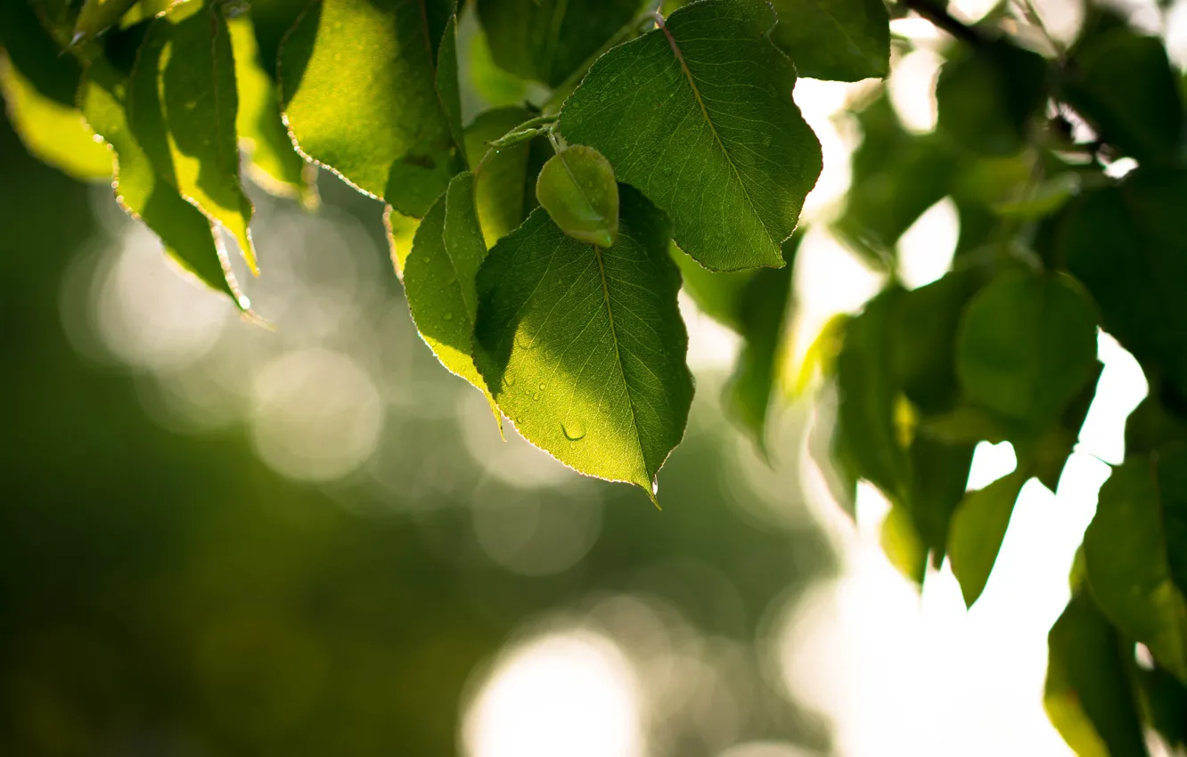 Photo wallpaper leaves, trees, green