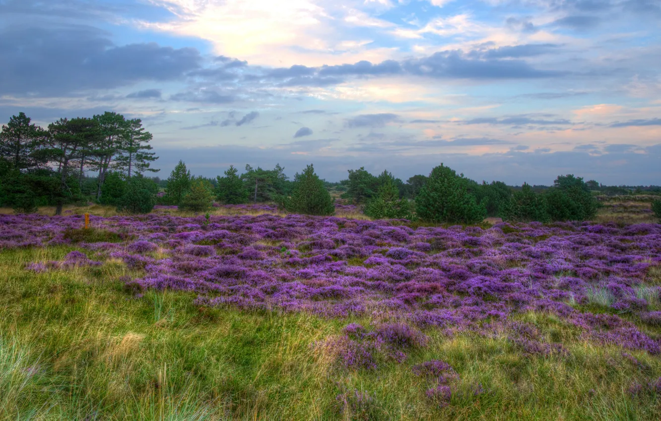 Photo wallpaper field, the sky, grass, clouds, trees, flowers, nature, blue