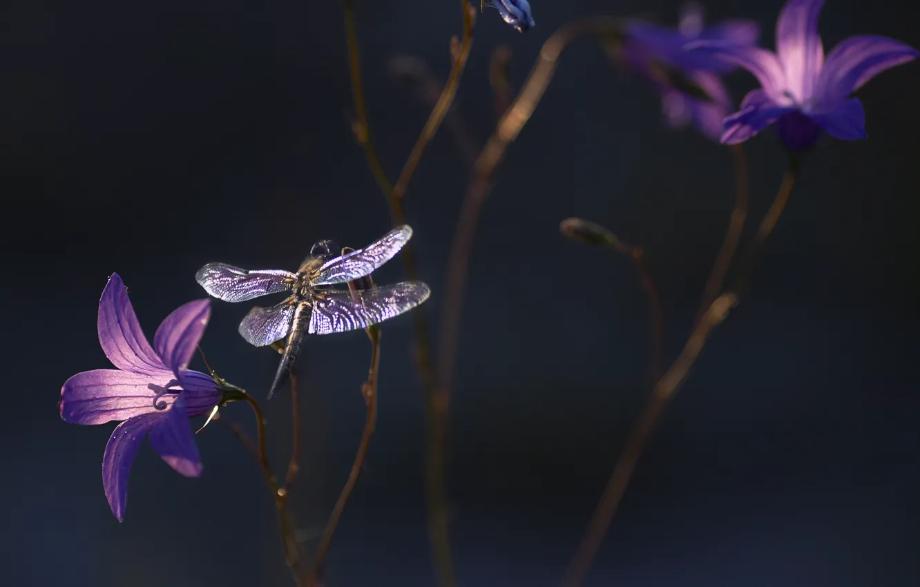 Photo wallpaper flowers, nature, dragonfly, insect
