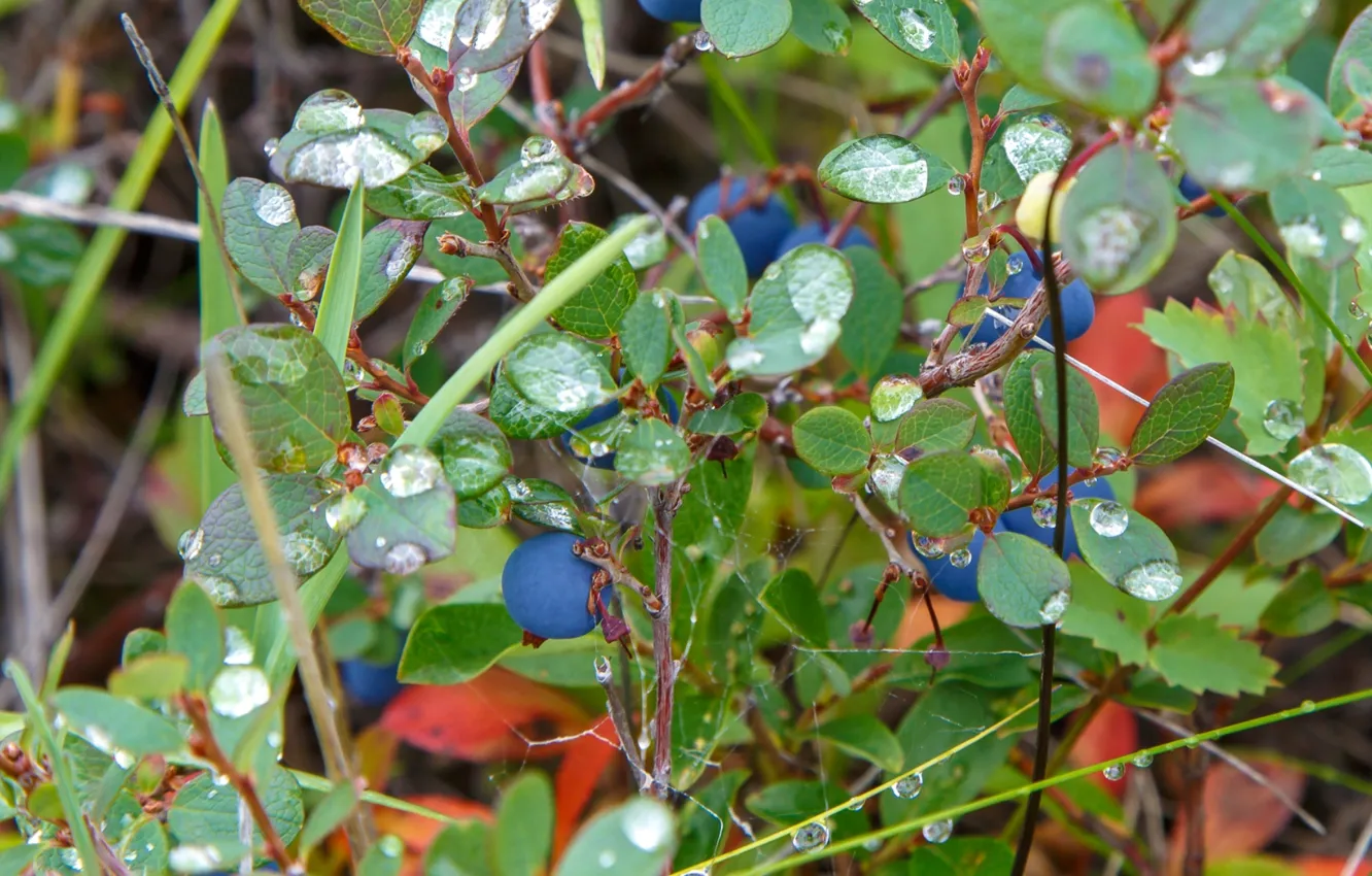 Photo wallpaper grass, leaves, branches, Rosa, berries, Russia, North