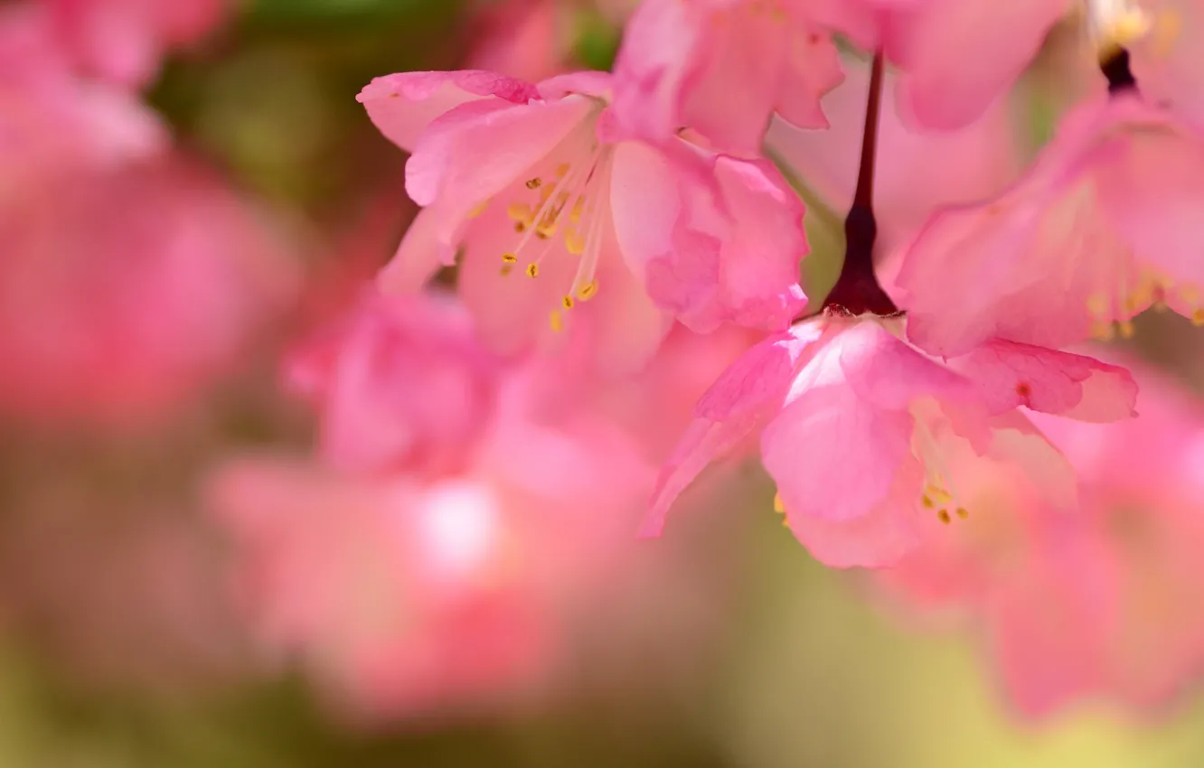 Photo wallpaper pink, Sakura, flowering