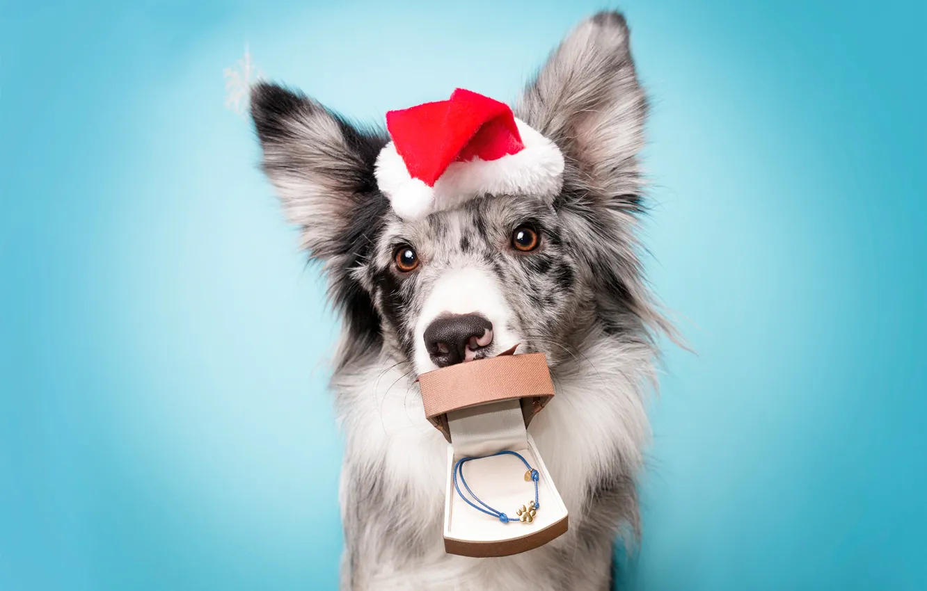 Photo wallpaper look, face, red, gift, trail, paw, new year, portrait