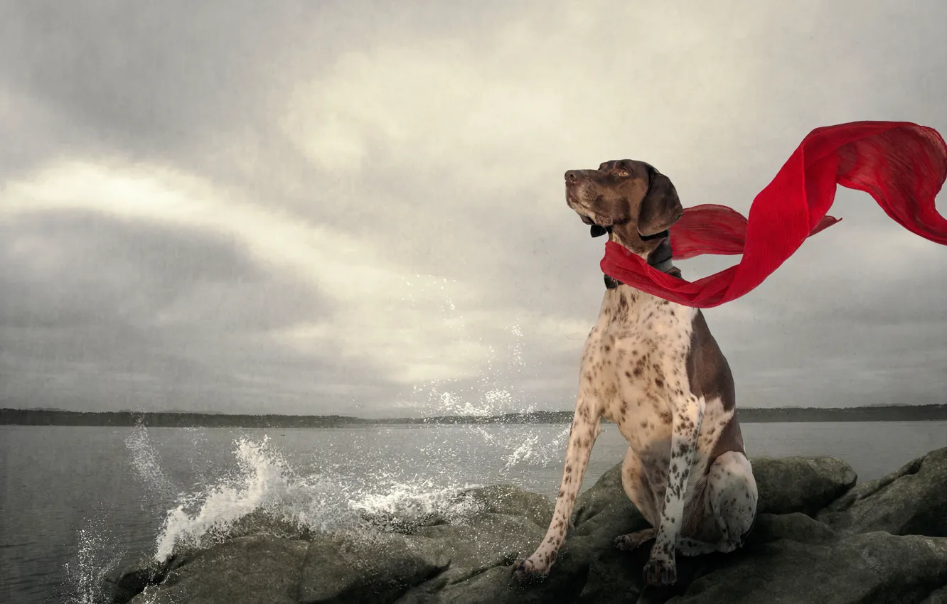 Photo wallpaper lake, stones, dog, scarf, red scarf