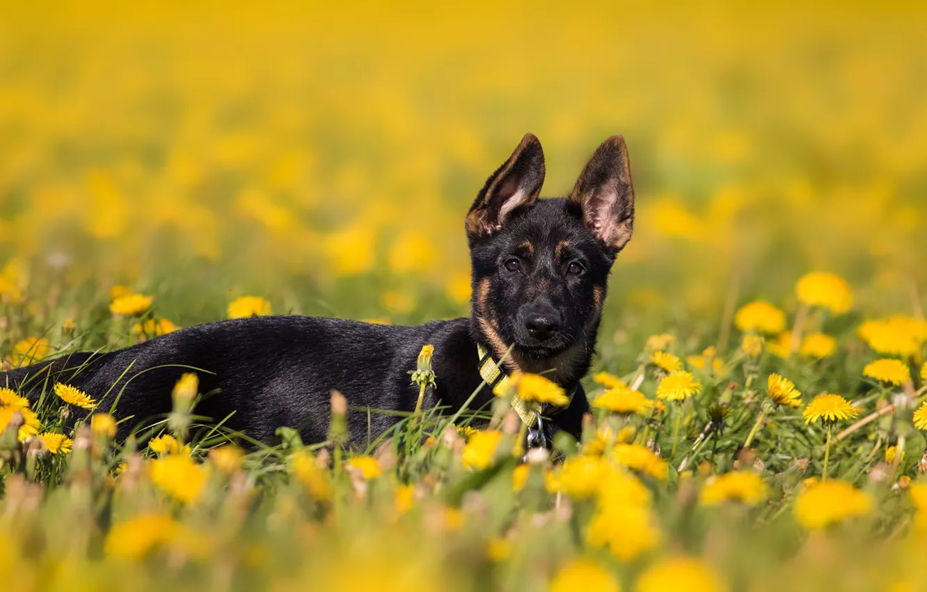 Photo wallpaper field, flowers, nature, background, glade, dog, spring, yellow