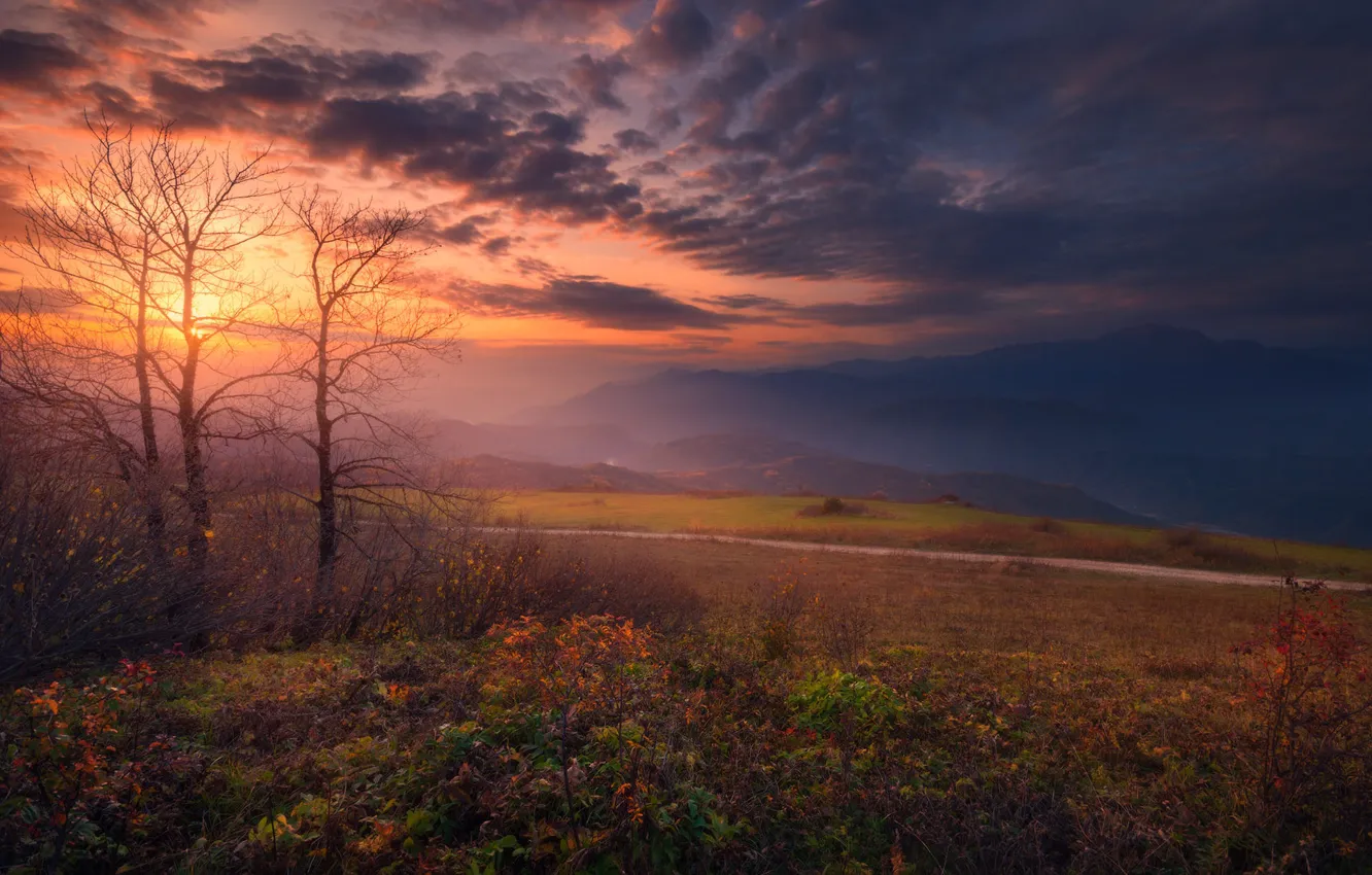 Photo wallpaper autumn, the sun, trees