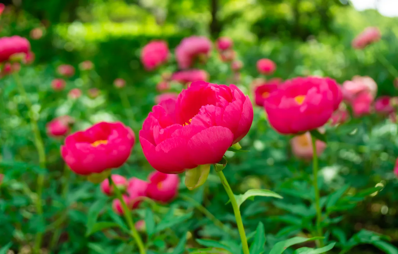 Photo wallpaper greens, leaves, flowers, Park, bright, spring, garden, pink