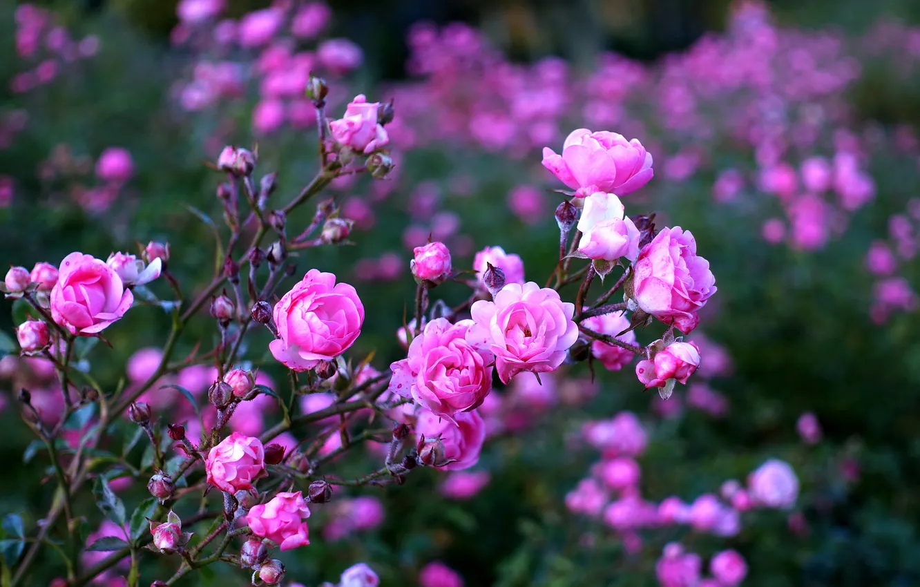 Photo wallpaper flowers, roses, pink, rose Bush
