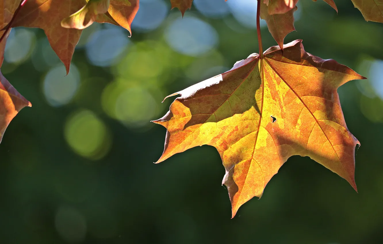 Photo wallpaper leaves, branches, bokeh