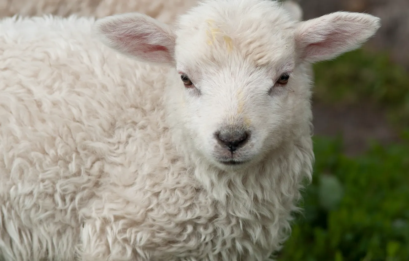 Photo wallpaper look, sheep, lamb, beige, curly, lamb