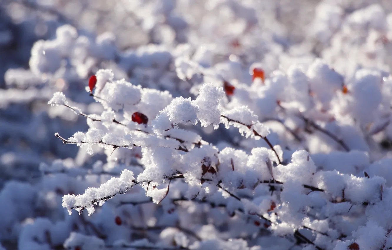 Photo wallpaper white, winter, snow, twig