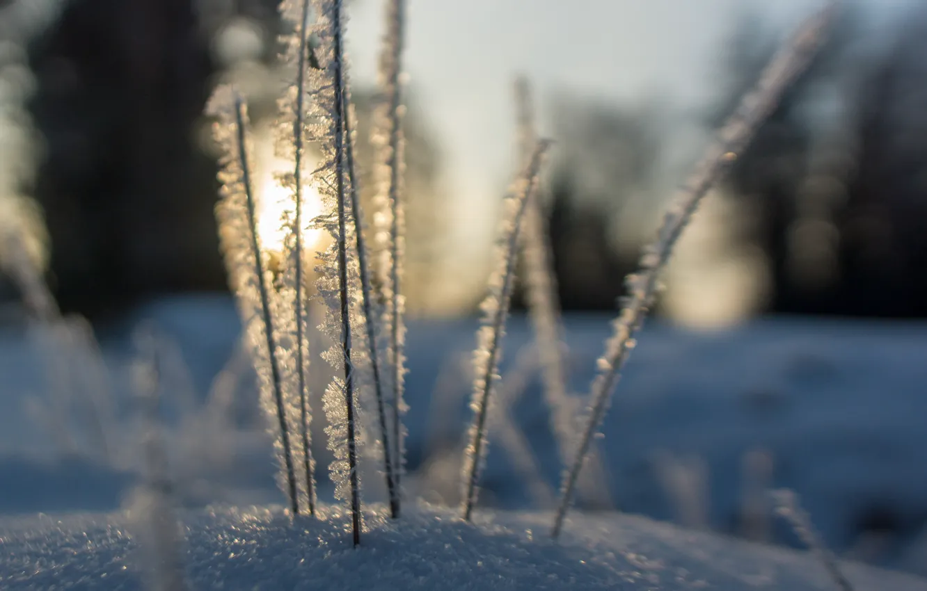 Photo wallpaper winter, frost, the sun, snow, frost